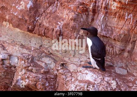 Tordalk (Uria aalge) auf den roten Sandsteinklippen der Insel Heligoland, Deutschland. Stockfoto