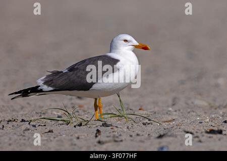 Möwenart Lachmöwe (Larus fuscus) steht an einem Sandstrand, Heligoland, Deutschland. Nahaufnahme-Porträt im Profil mit verschwommenem Hintergrund Stockfoto