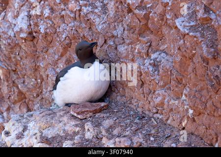 Tordalk (Uria aalge) auf den roten Sandsteinklippen der Insel Heligoland, Deutschland. Stockfoto