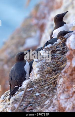 Tordalk (Uria aalge) auf den roten Sandsteinklippen der Insel Heligoland, Deutschland. Stockfoto