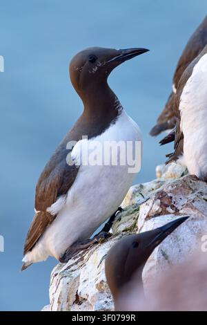 Tordalk (Uria aalge) auf den roten Sandsteinklippen der Insel Heligoland, Deutschland. Stockfoto