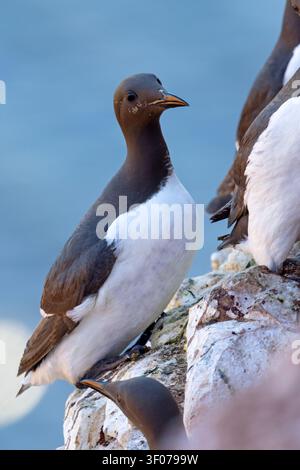 Tordalk (Uria aalge) auf den roten Sandsteinklippen der Insel Heligoland, Deutschland. Stockfoto