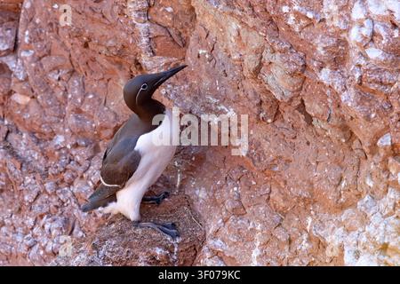Tordalk (Uria aalge) auf den roten Sandsteinklippen der Insel Heligoland, Deutschland. Stockfoto
