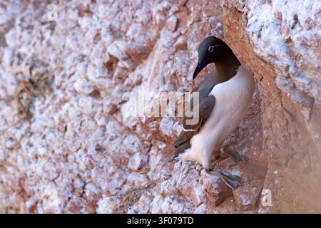 Tordalk (Uria aalge) auf den roten Sandsteinklippen der Insel Heligoland, Deutschland. Stockfoto