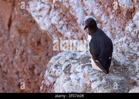 Tordalk (Uria aalge) auf den roten Sandsteinklippen der Insel Heligoland, Deutschland. Stockfoto