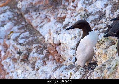 Tordalk (Uria aalge) auf den roten Sandsteinklippen der Insel Heligoland, Deutschland. Stockfoto