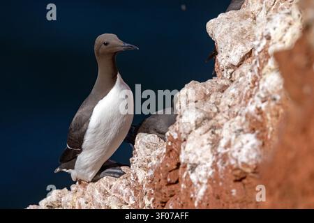Tordalk (Uria aalge) auf den roten Sandsteinklippen der Insel Heligoland, Deutschland. Stockfoto