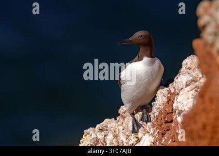 Tordalk (Uria aalge) auf den roten Sandsteinklippen der Insel Heligoland, Deutschland. Stockfoto