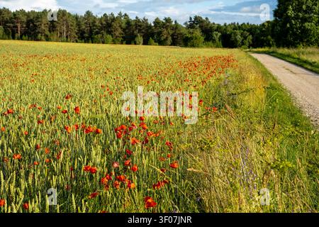 Roter Mohn blüht in einem grünen Weizenfeld neben einer Landschotterstraße an einem sonnigen Sommerabend in der estnischen Landschaft. Stockfoto