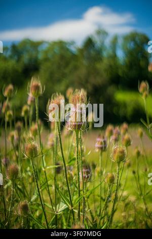 Nahaufnahme von zahlreichen Wilden Karde Dipsacus fullonum-Pflanzen mit stacheligen Samenständen vor einem hellblauen Himmel und einem weichen grünen Hintergrund, Lerryn Stockfoto