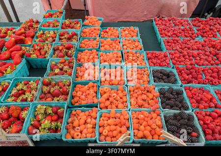 Reihen blauer Kunststoffbehälter gefüllt mit frischen Erdbeeren, Himbeeren und Brombeeren werden auf einem grünen Tisch auf einem Markt im Freien ausgestellt. Stockfoto