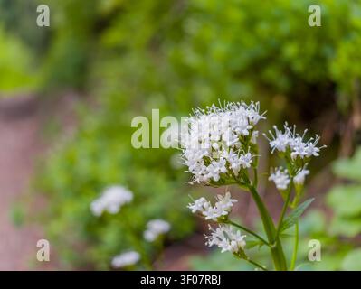 Gruppe kleiner weißer Valerian-Blüten mit langen Staubblättern, die auf einem grünen Stamm vor einem verschwommenen Gartenhintergrund blühen. Stockfoto