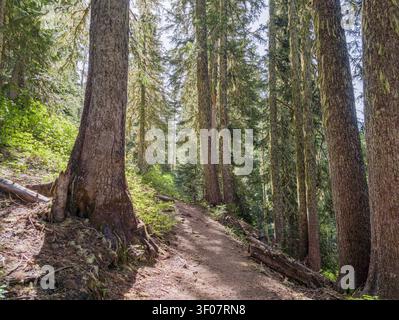 Ein sonnendurchfluteter Wanderweg führt durch einen dichten Wald aus hohen Nadelbäumen mit moosbedeckten Stämmen und grünem Unterholz. Stockfoto