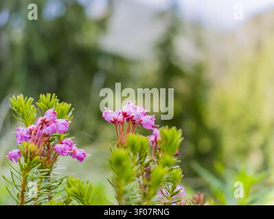Nahaufnahme von rosa Heidekraut-Blüten mit grünem nadelähnlichem Laub vor einem unscharfen natürlichen Hintergrund im Bundesstaat Washington. Stockfoto