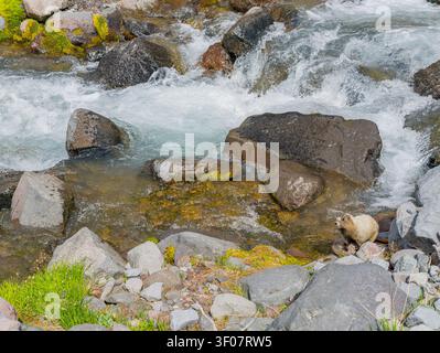 Ein kleines Murmeltier befindet sich auf einem felsigen Ufer neben einem schnell fließenden Fluss mit Wildwasserstromschnellen und moosbedeckten Steinen in einer Berglandschaft. Stockfoto