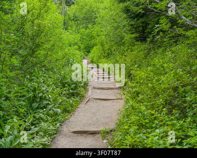 Ein schmaler Wanderweg mit Holzstufen schlängelt sich durch dichte grüne Vegetation und Bäume in einer Waldlandschaft. Stockfoto