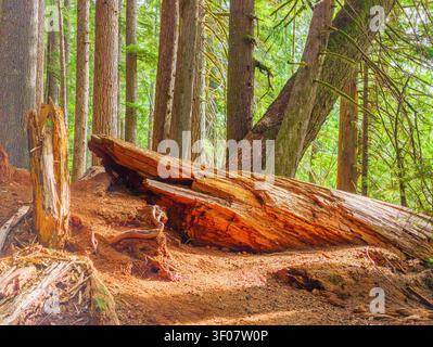Ein großer, gefallener Mammutbaum-Stamm liegt auf dem Waldboden, umgeben von hohen stehenden Bäumen und freiliegenden Wurzeln in einem Wald im Bundesstaat Washington. Stockfoto