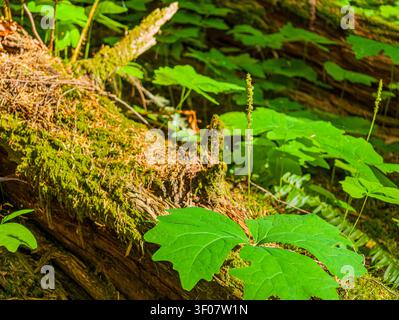 Leuchtend grüne Mayapfelblätter und Blumenstiele sprießen aus einem moosbedeckten, umgestürzten Baumstamm auf einem sonnendurchfluteten Waldboden. Stockfoto