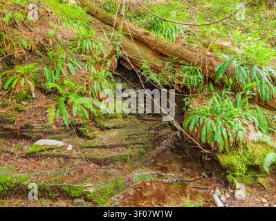 Eine rustikale Steintreppe, die mit grünem Moos und Farnen bedeckt ist, windet sich durch einen feuchten Wald, der teilweise von einem großen, gefallenen Baumstamm verdeckt wird. Stockfoto