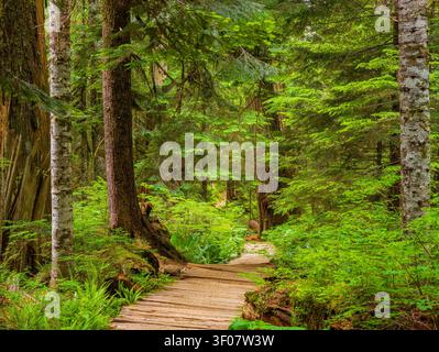 Ein Holzsteg schlängelt sich durch einen dichten Wald mit hohen Bäumen, Farnen und lebhaftem Grün im Bundesstaat Washington. Stockfoto