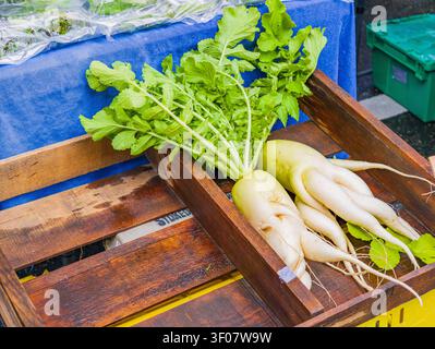 Frische weiße Daikon-Radieschen mit grünen Spitzen werden in einer rustikalen Holzkiste auf einer blauen Tischdecke auf einem Markt im Freien ausgestellt. Stockfoto