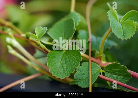 Eine Makrofotografie, die die detaillierte Textur und die leuchtend grüne Farbe der Erdbeerblätter mit gezackten Rändern einfängt. Das Bild betont die nat Stockfoto