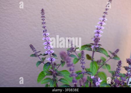 Hohe Blütenstiele von lila-blauen Anis-Hyssop-Blumen erheben sich über grünes Laub in einem Balkonkrautgarten, gegen eine schlichte Wand belichtet. Stockfoto