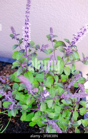 Eine volle Anis-Hyssop-Pflanze mit mehreren violetten Blütenständen und dichtem grünen Blattwerk, die in einem Beet auf einem Balkon vor einer hellrosa Wand wächst Stockfoto