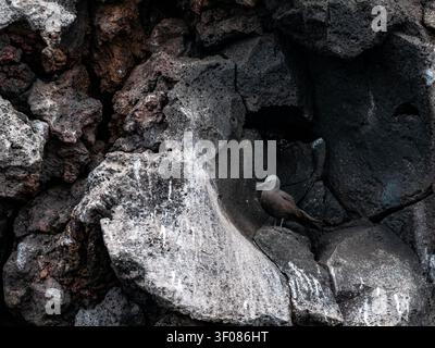 Brauner Noddy-Seevogel ruht auf vulkanischen Klippen in Galapagos Stockfoto