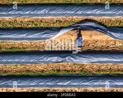 Luftansicht eines Spargelernten in Reihen schwarzer Kunststoffhügel in Rheinland-Pfalz. Stockfoto