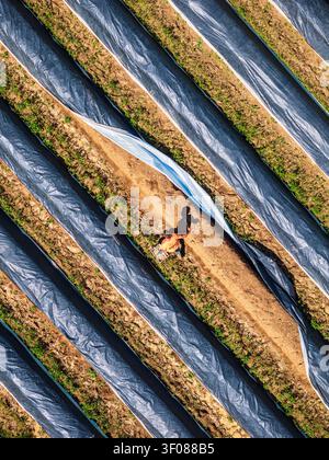 Luftaufnahme eines Spargelernten in einem mit schwarzen Kunststoffmulchreihen bedeckten Feld in Rheinland-Pfalz. Stockfoto