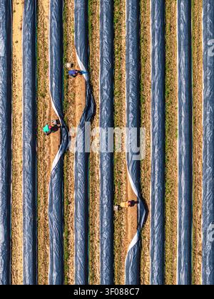 Luftansicht von Spargelarbeitern in langen Reihen, die mit schwarzem Kunststoffmulch bedeckt sind, in Rheinland-Pfalz. Stockfoto