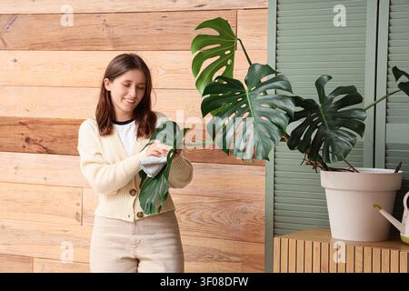 Die junge Frau, die die Monsterapflanze reinigt, verlässt drinnen Stockfoto