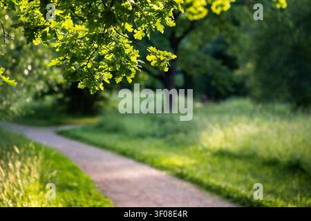 Eiche mit ausladenden Ästen, die am Weg beim Sonnenuntergang steht, verschwommener Hintergrund. Sommerlandschaft Stockfoto