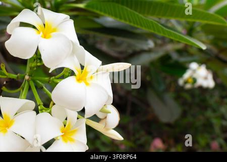 Weiße Plumeria-Blüten mit hellgelben Mittelpunkten, die zwischen üppigen grünen Blättern im natürlichen Sonnenlicht blühen, ideal für tropische Gärten, botanische Projekte a Stockfoto