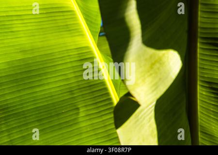 Nahaufnahme eines lebendigen grünen Bananenblatts, das in Brasilien aufgenommen wurde, und das komplexe parallele Adernmuster sowie einen wunderschönen abstrakten geometrischen Schatten zeigt Stockfoto