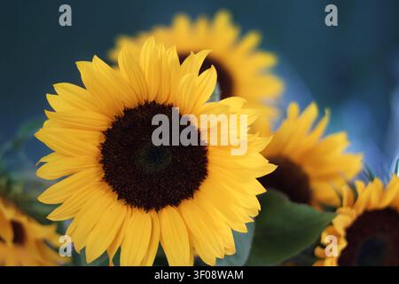 Nahaufnahme einer Sonnenblume vor einem weichen blauen Hintergrund Stockfoto