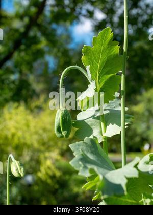 Makroaufnahme einer geschlossenen Opiummohnblüte, die mit feinen Haaren bedeckt ist und bereit ist, im Garten zu blühen Stockfoto