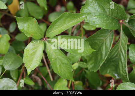Grüne Blätter von Virginia-Creeper, bedeckt mit frischen Wassertropfen nach dem Regen in Makroaufnahme. Stockfoto