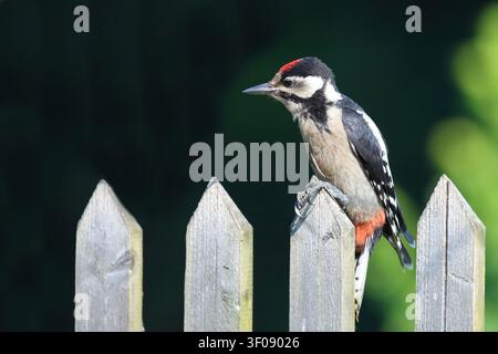Buntspecht / Buntspecht / Dendrocopos major Stockfoto