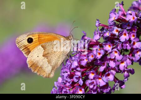 Großes Ochsenauge / Meadow brown / Maniola jurtina Stockfoto