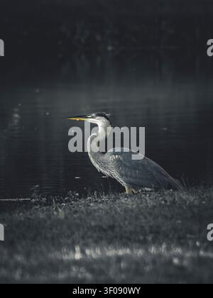 Großer Blauer Reiher steht wachsam auf einem grasbewachsenen Ufer vor einem dunklen, stimmungsvollen Wasserhintergrund in einer Seitenansicht Stockfoto