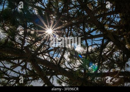 Das Sonnenlicht dringt durch die Äste der Bäume in der Gemeinde Bad Kleinkirchheim, Kärnten, und erzeugt interessante Muster und Schatten. Stockfoto