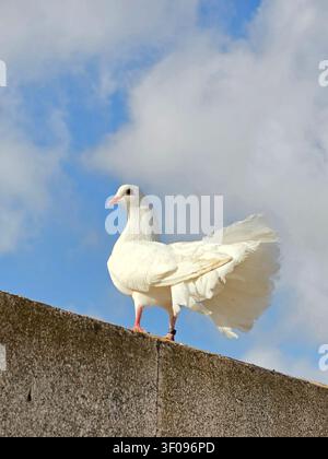 Ein wunderschöner weißer Fantail-Taubenvogel, der auf einer strukturierten Betonkante gegen einen teilweise bewölkten blauen Himmel sitzt. Die Schwanzfedern des Vogels sind vollständig gefächert Stockfoto