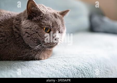 Graue britische Katze, Nahaufnahme-Porträt, ruht auf weicher Decke, Haustier-Lebensstil Stockfoto