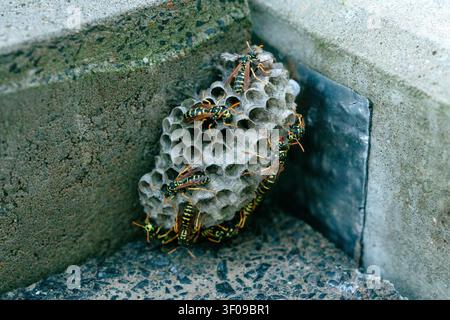 Ein wildes Hornissennest, das an der Steinecke eines Gebäudes befestigt ist, bedeckt mit aktiven Hornissen. Konzept für Insektenbefall und Schädlingsbekämpfung. Nahaufnahme Stockfoto