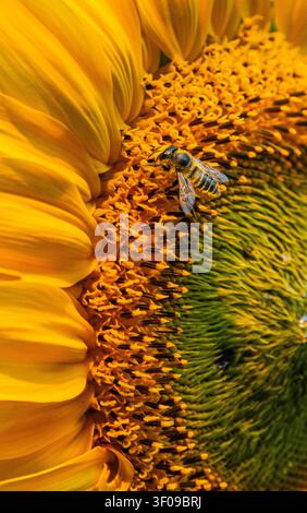 Eine detaillierte Nahaufnahme eines Honigbienen, die Pollen auf dem strukturierten Samenkopf einer leuchtend gelben Sonnenblume sammelt. Stockfoto