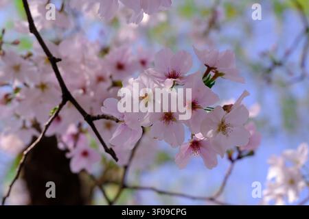 Nahaufnahme von zartrosa Kirschblüten an einem Ast vor einem hellblauen Himmel, mit sanftem Frühlingslicht und verschwommenem Hintergrund. Stockfoto