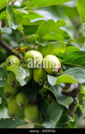 Büschel grüner Äpfel, die an Baumzweigen in einem Sommerobstgarten wachsen Stockfoto