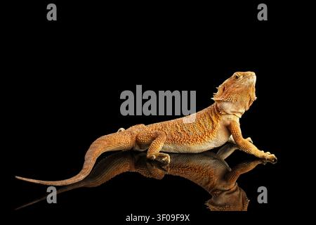 Bartagame auf Spiegel liegend, isoliert auf schwarzem Hintergrund Stockfoto